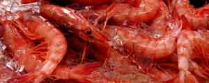 imagen gamba roja de denia