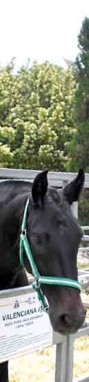 Global Champions Tour Valencia