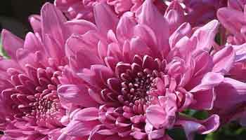 imagen ramo de flores