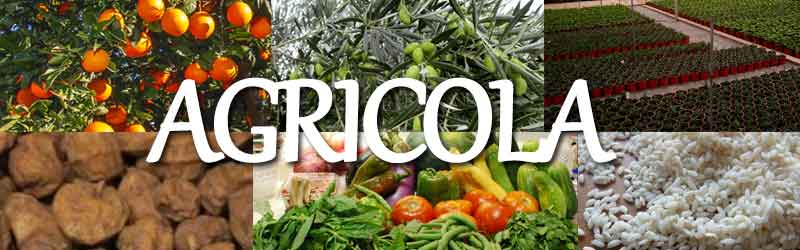 Imagen productos agricolas valencianos